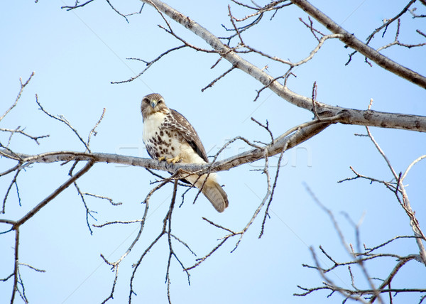Red-tailed Hawk Stock photo © brm1949