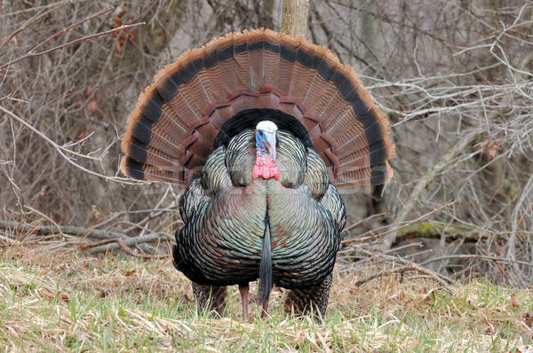 Wild Turkey (Meleagris gallopavo) Stock photo © brm1949