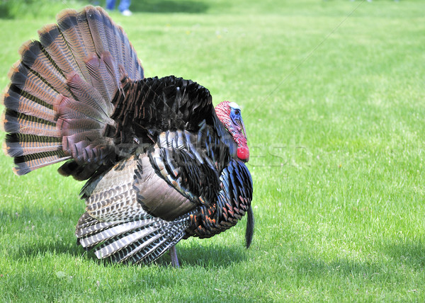 Wild Turkey (Meleagris gallopavo) Stock photo © brm1949