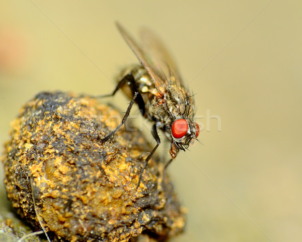 Fly On A Dung Ball Stock photo © brm1949