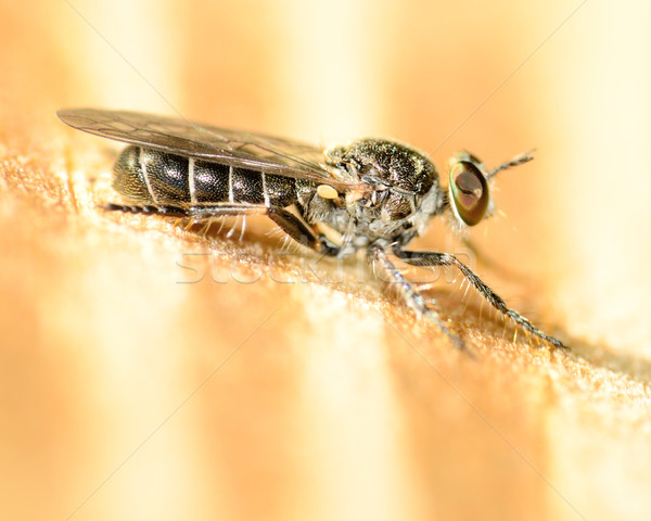 Robber Fly Stock photo © brm1949