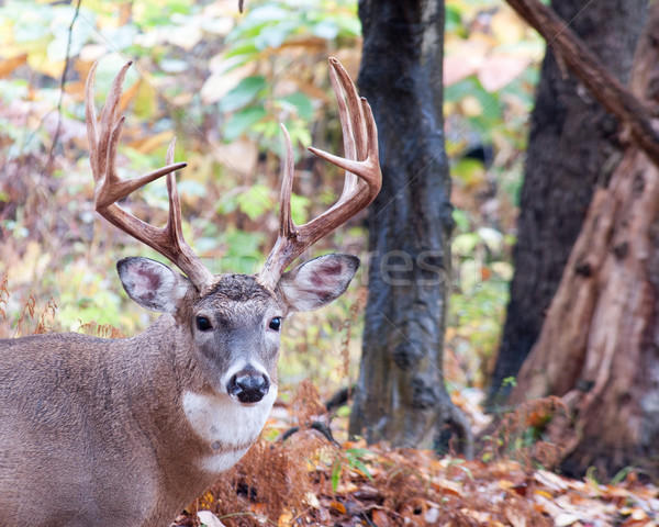 Hirsch buck stehen Wald Tier Trophäe Stock foto © brm1949