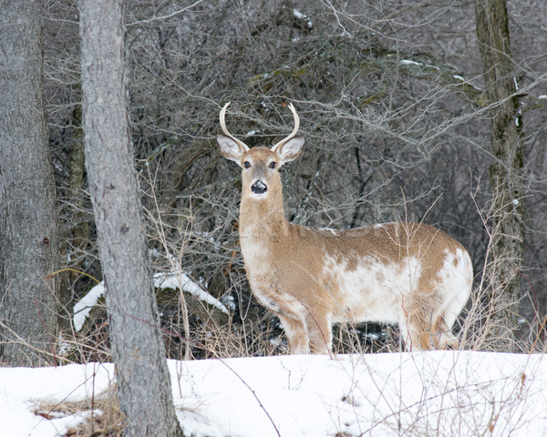 Piebald Whitetail Deer Buck Stock photo © brm1949