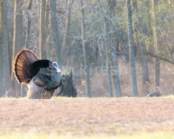 Wild Turkey (Meleagris gallopavo) Stock photo © brm1949