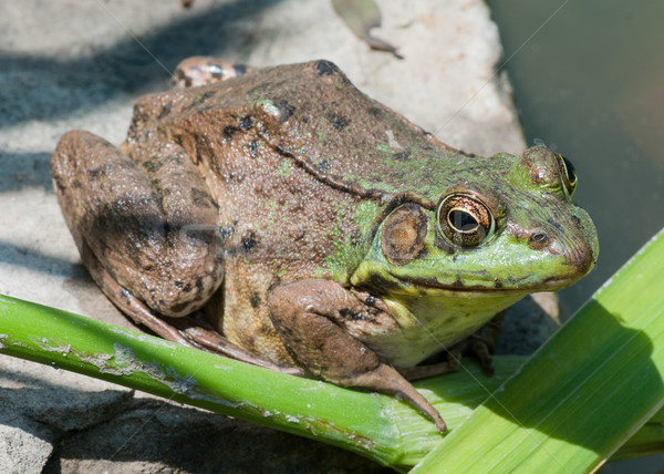 рок сидят болото лягушка животного Сток-фото © brm1949