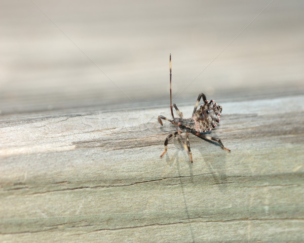 Katil böcek yürüyüş ahşap doğa Stok fotoğraf © brm1949