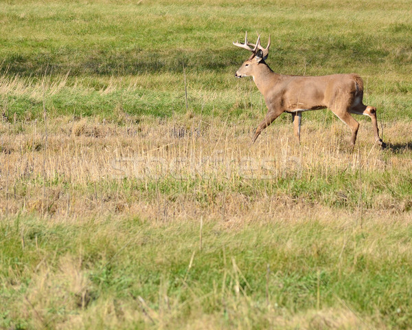 Whitetail Deer Buck Stock photo © brm1949