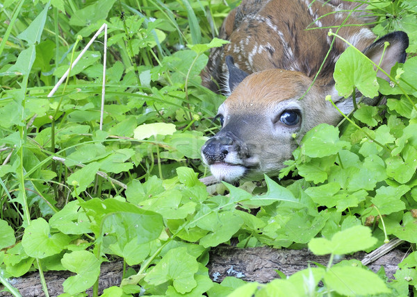 Whitetail Deer Fawn Stock photo © brm1949