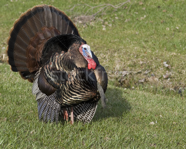 Wild Turkey (Meleagris gallopavo) Stock photo © brm1949