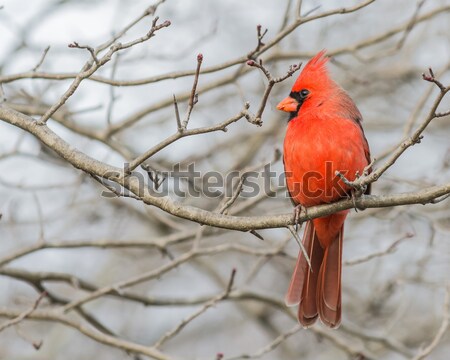 Cardinal Stock photo © brm1949