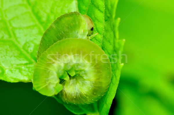 毛蟲 宏 蜷縮起來 植物 葉 商業照片 © brm1949