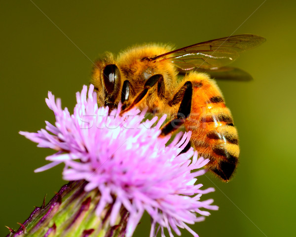 Honingbij verzamelen stuifmeel bloem zomer plant Stockfoto © brm1949