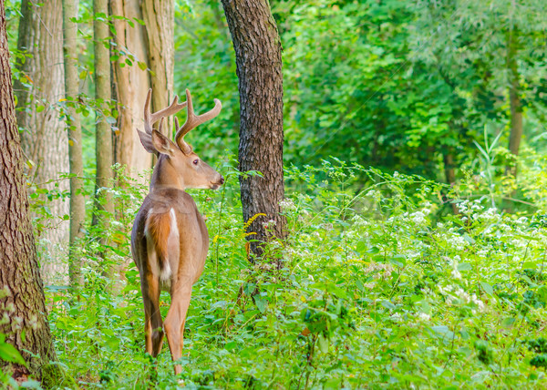 Whitetail Deer Buck In Velvet Stock photo © brm1949