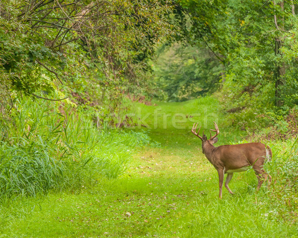 Veado pinote natureza trilha animal troféu Foto stock © brm1949