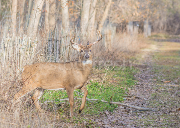 Whitetail Deer Buck Stock photo © brm1949