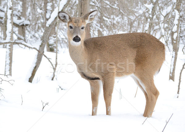 Jeleń stałego lesie zimą śniegu charakter Zdjęcia stock © brm1949