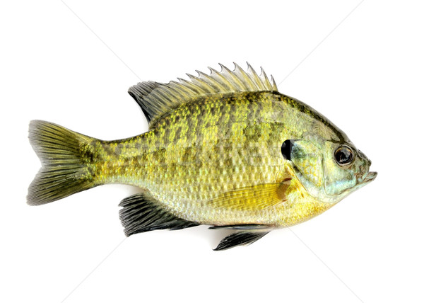 Zdjęcia stock: Słodkowodnych · ryb · połowów · odkryty