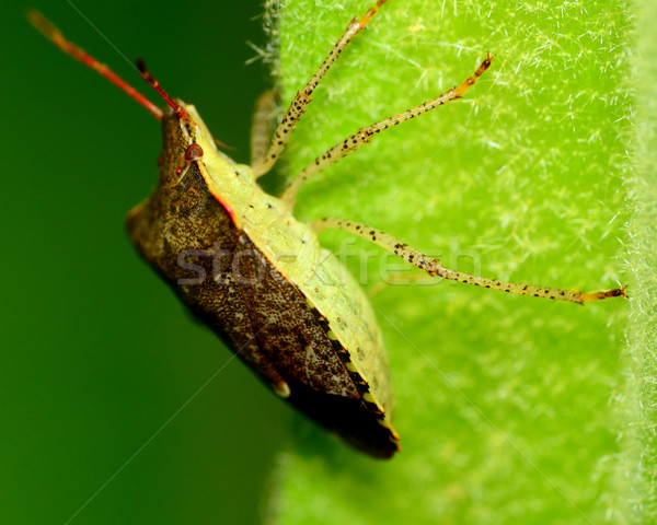 Bug top vedere scut plantă tulpina Imagine de stoc © brm1949
