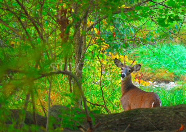 Whitetail Deer Spike Buck Stock photo © brm1949