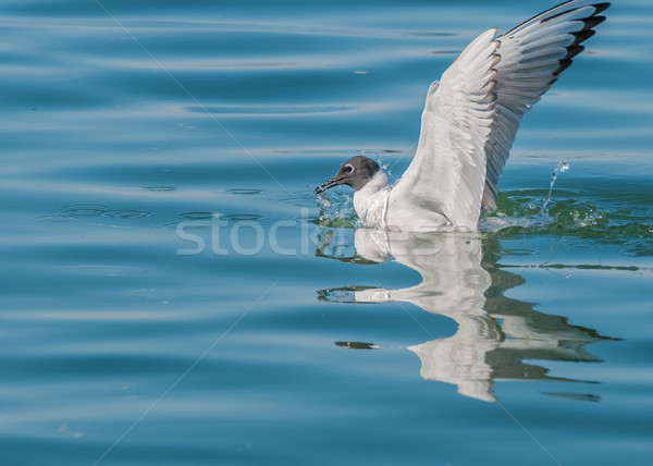 Bonaparte's Gull Stock photo © brm1949