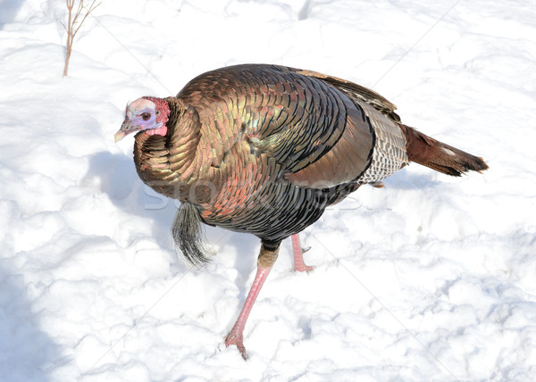 Wild Turkey Stock photo © brm1949