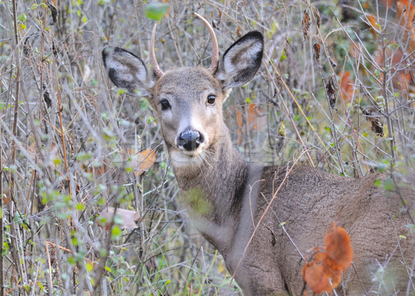 [[stock_photo]]: Cerfs · buck · permanent · bois · nature