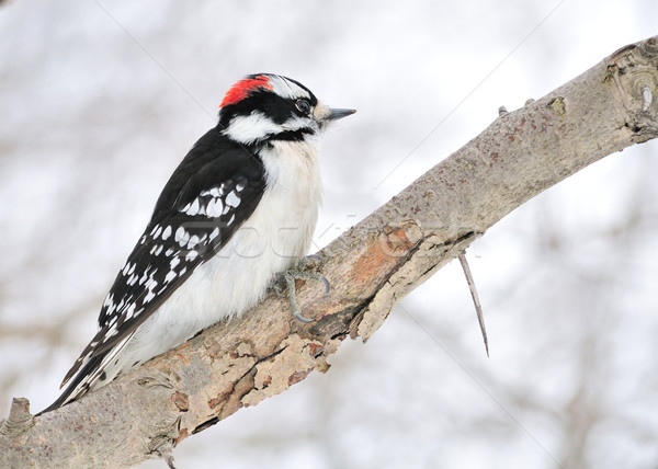 Downy Woodpecker Stock photo © brm1949