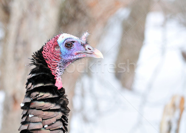 Wild Turkey Close-up Stock photo © brm1949