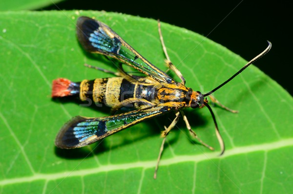 Clearwing Wasp Mimic Moth Stock photo © brm1949