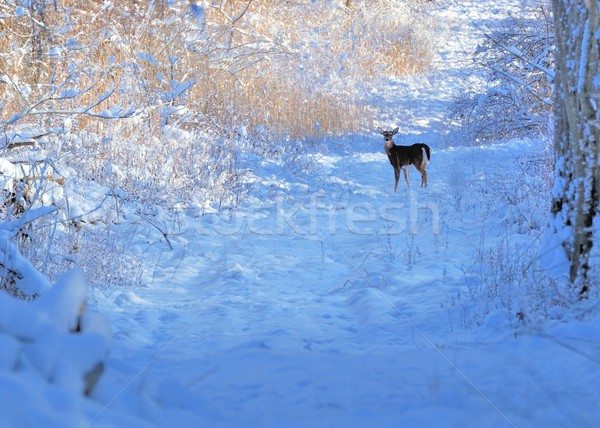 Whitetail Deer Doe Stock photo © brm1949