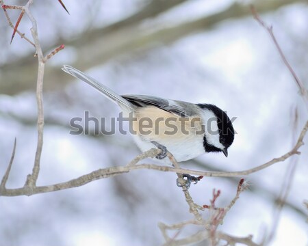 Serçe ağaç kuş hayvan Stok fotoğraf © brm1949