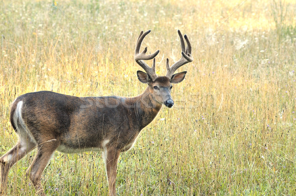 Hirsch buck spät Sommer Samt stehen Stock foto © brm1949