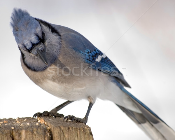 Blue jay Stock photo © brm1949