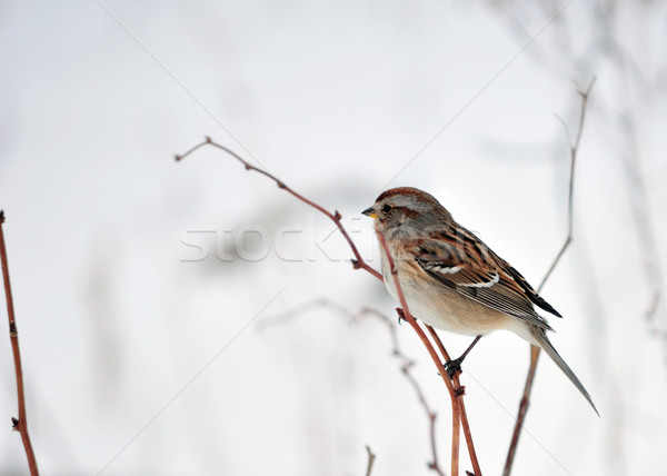 American Tree Sparrow Stock photo © brm1949
