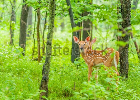 Herten reekalf permanente bos zomer jonge Stockfoto © brm1949