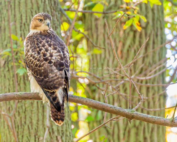 Red-tailed Hawk Stock photo © brm1949