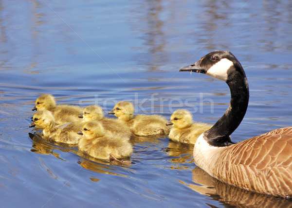 Canada Goose Goslings Stock photo © brm1949