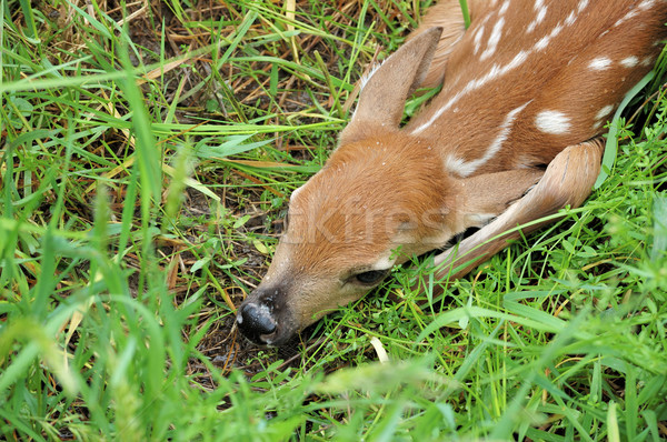 Whitetail Deer Fawn Stock photo © brm1949