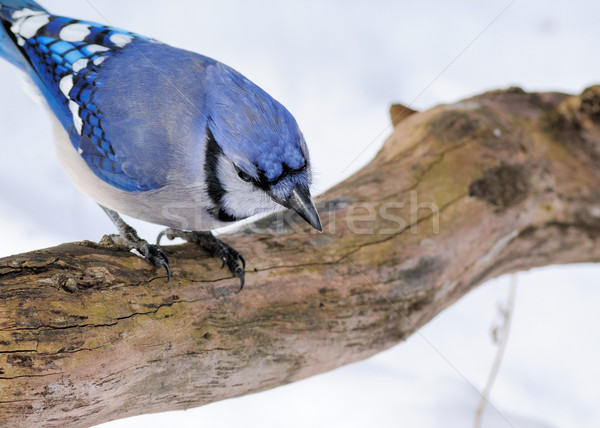 Azul aves animales Foto stock © brm1949