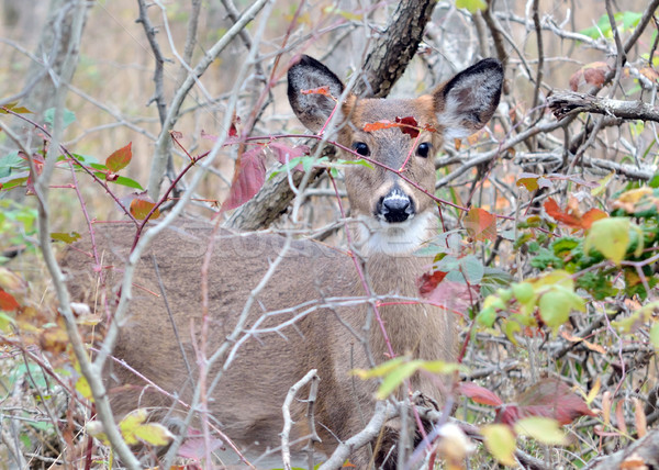 Whitetail Deer Yearling Stock photo © brm1949