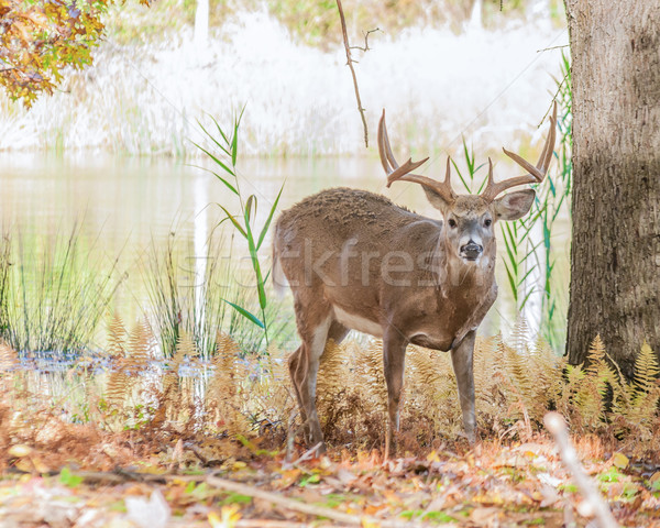 Szarvas dolcsi áll erdő állat trófea Stock fotó © brm1949