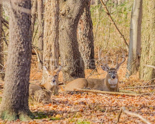 Whitetail Deer Buck Stock photo © brm1949