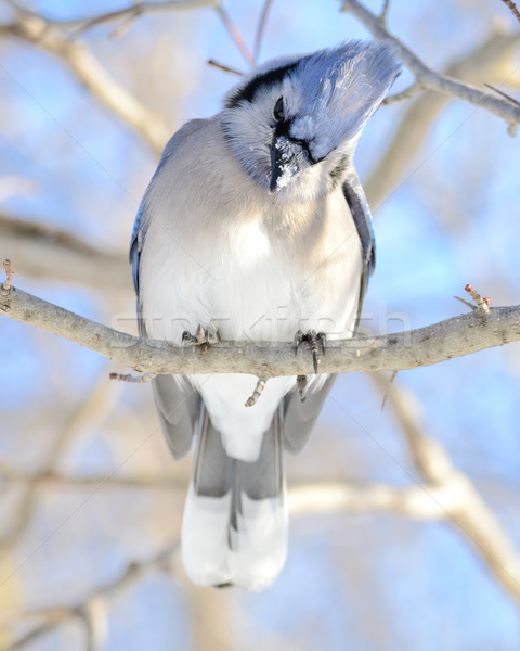 Stock photo: Blue jay