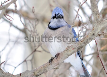 Blue jay Stock photo © brm1949