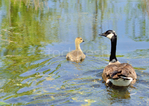 Canada Goose Gosling Stock photo © brm1949