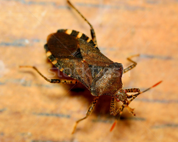 Bug top vedere scut insectă macro Imagine de stoc © brm1949