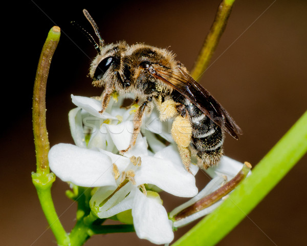 Stock photo: Bee On A Flower