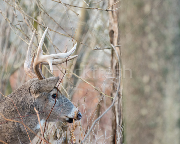 Whitetail Deer Buck Stock photo © brm1949