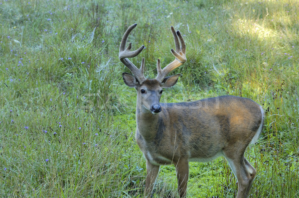 Whitetail Deer Buck Stock photo © brm1949