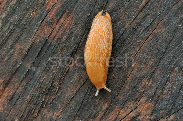 Slug Stock photo © brm1949